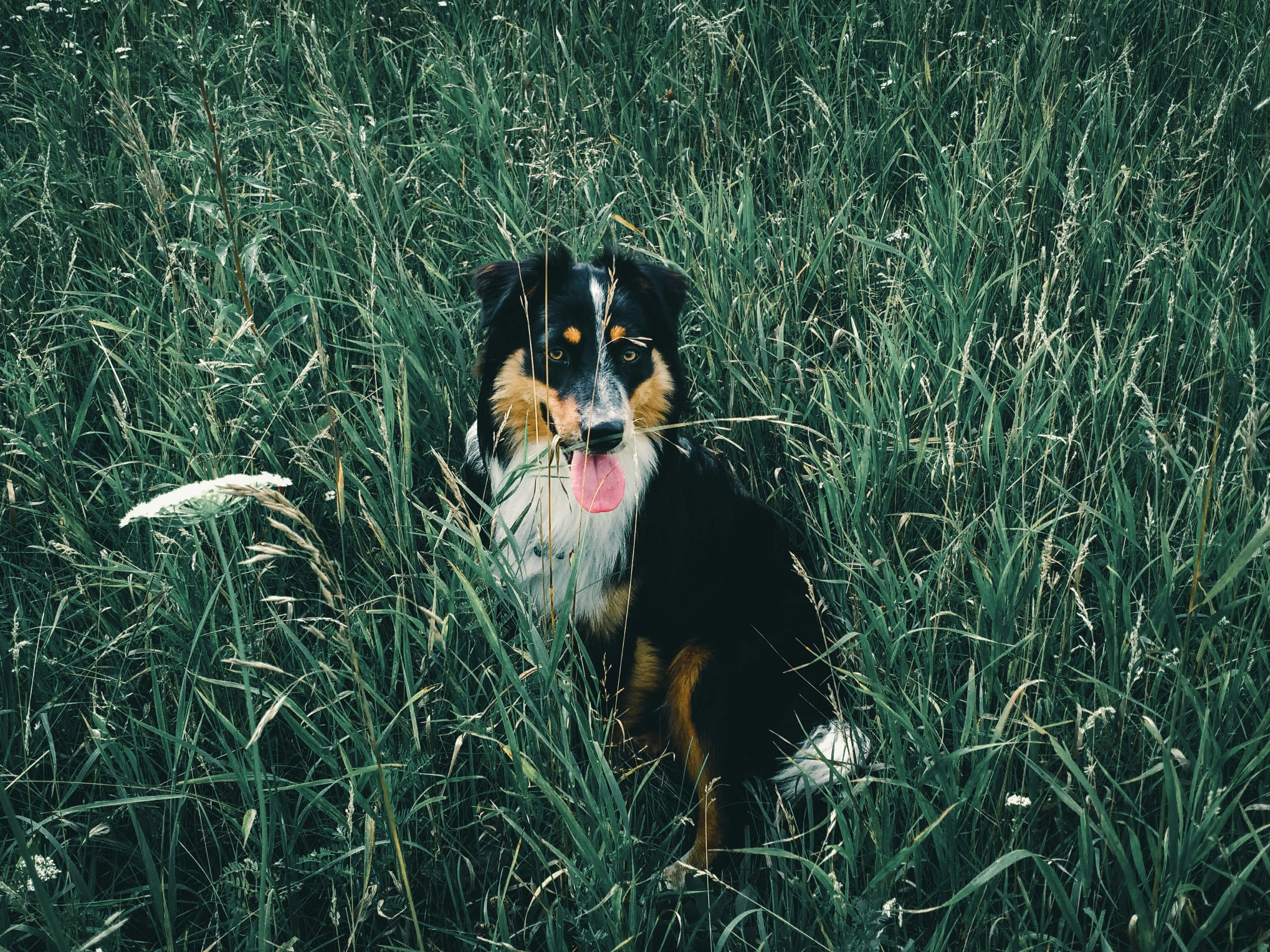 black and white long coated dog on green grass field during daytime